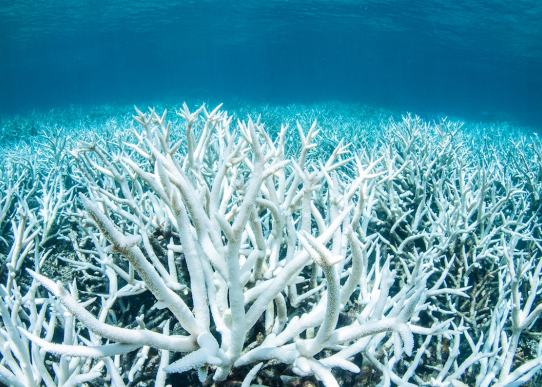 Coral Reef Alliance - Saving the World's Coral Reefs