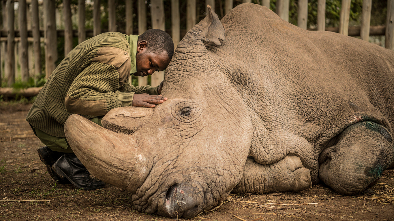 Joseph Wachira, a keeper at the Ol Pejeta Conservancy in Kenya, says goodbye to Sudan, the last male northern white rhinoceros. Sudan died in 2018. Two females of the subspecies remain.