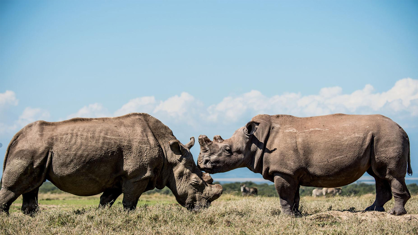 Sudan (left) socializes at Ol Pejeta Conservancy in Kenya with his granddaughter, Fatu, one of the last two female northern white rhinos.